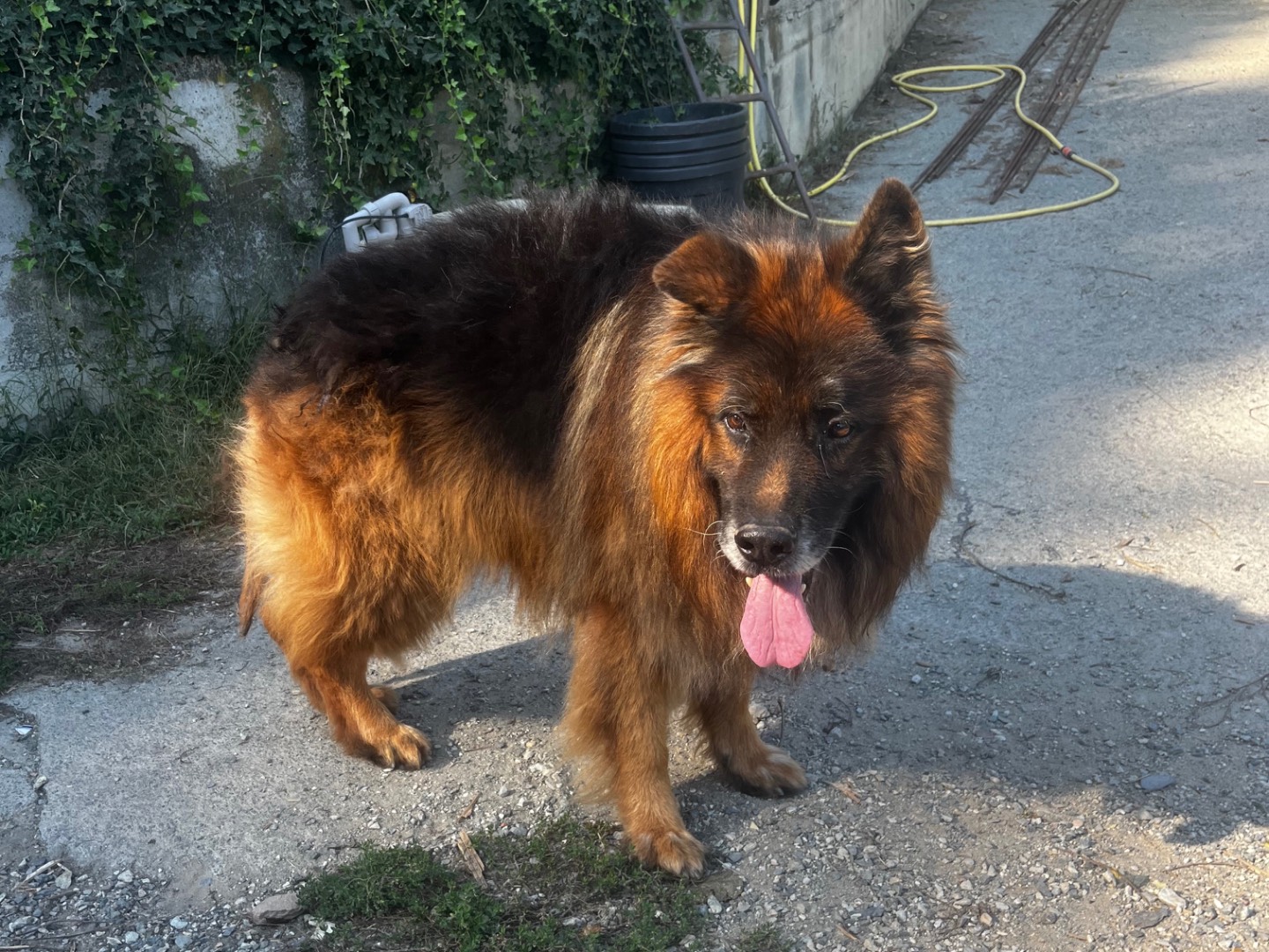 Vuoi adottare un cane a Savona?