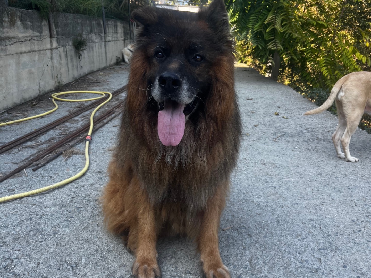 Adotta il cane Pacho a Savona
