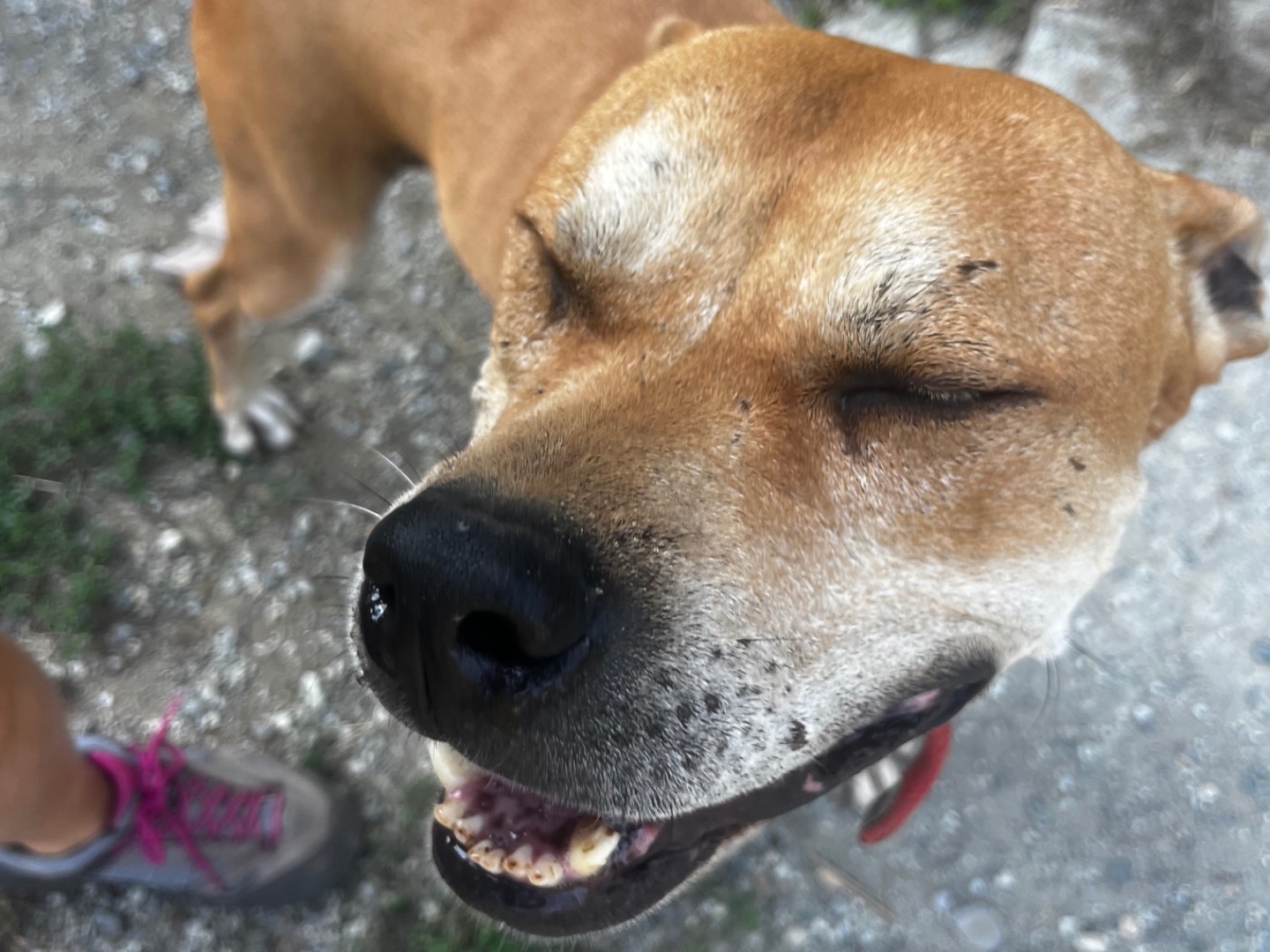 Vuoi adottare un cane a Savona?
