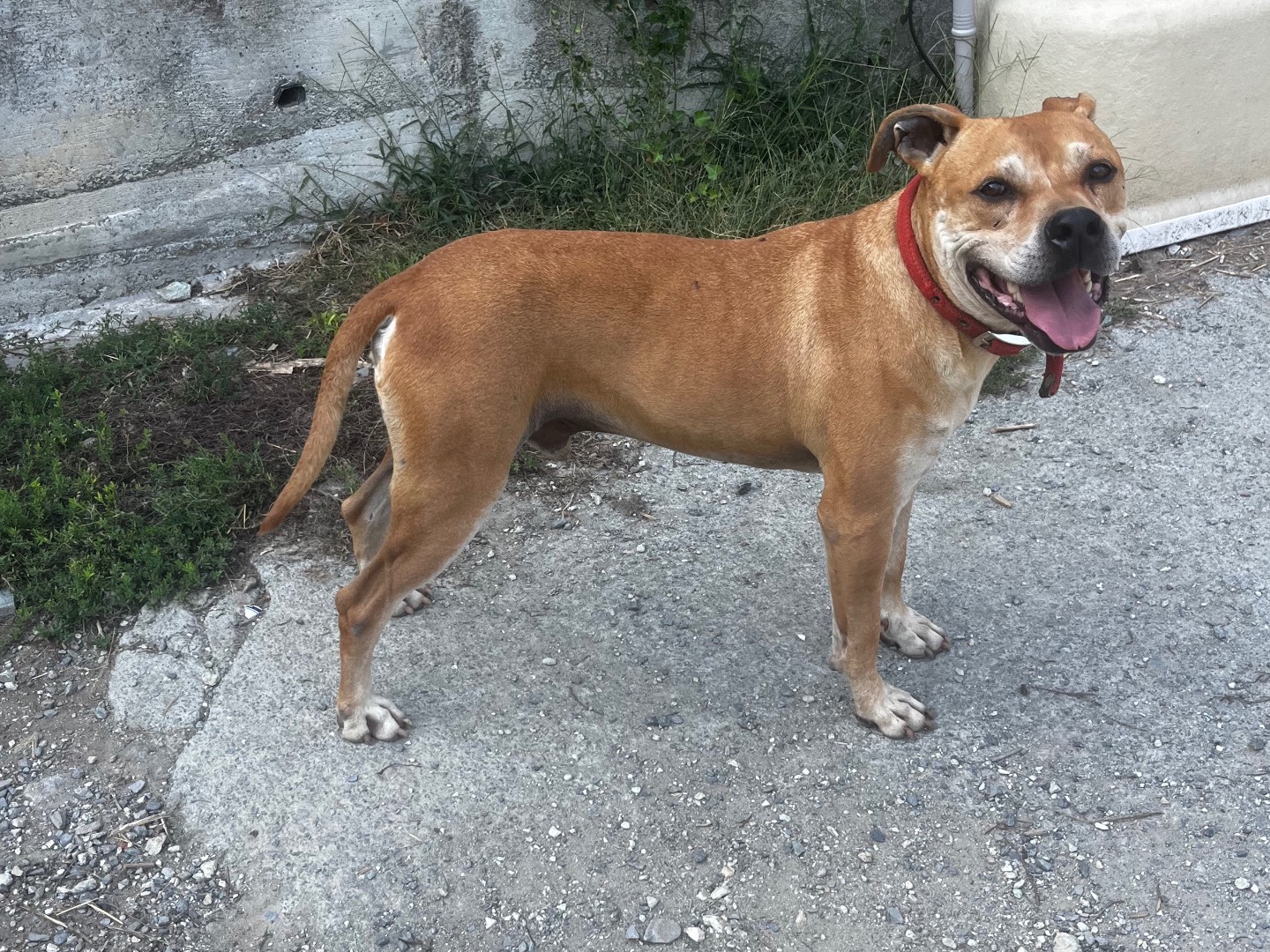 Adotta il cane Divo a Savona