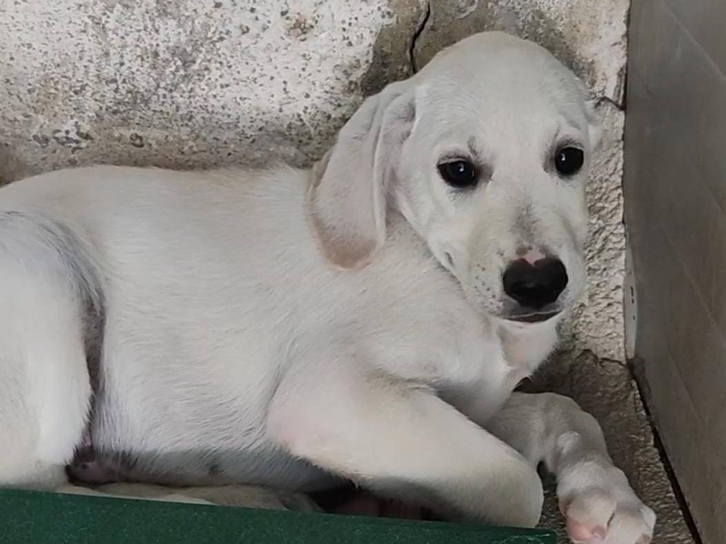 Adozione cane, maschio, Labrador Retriever Razza sconosciuta, 4 mesi, taglia media, Trapani