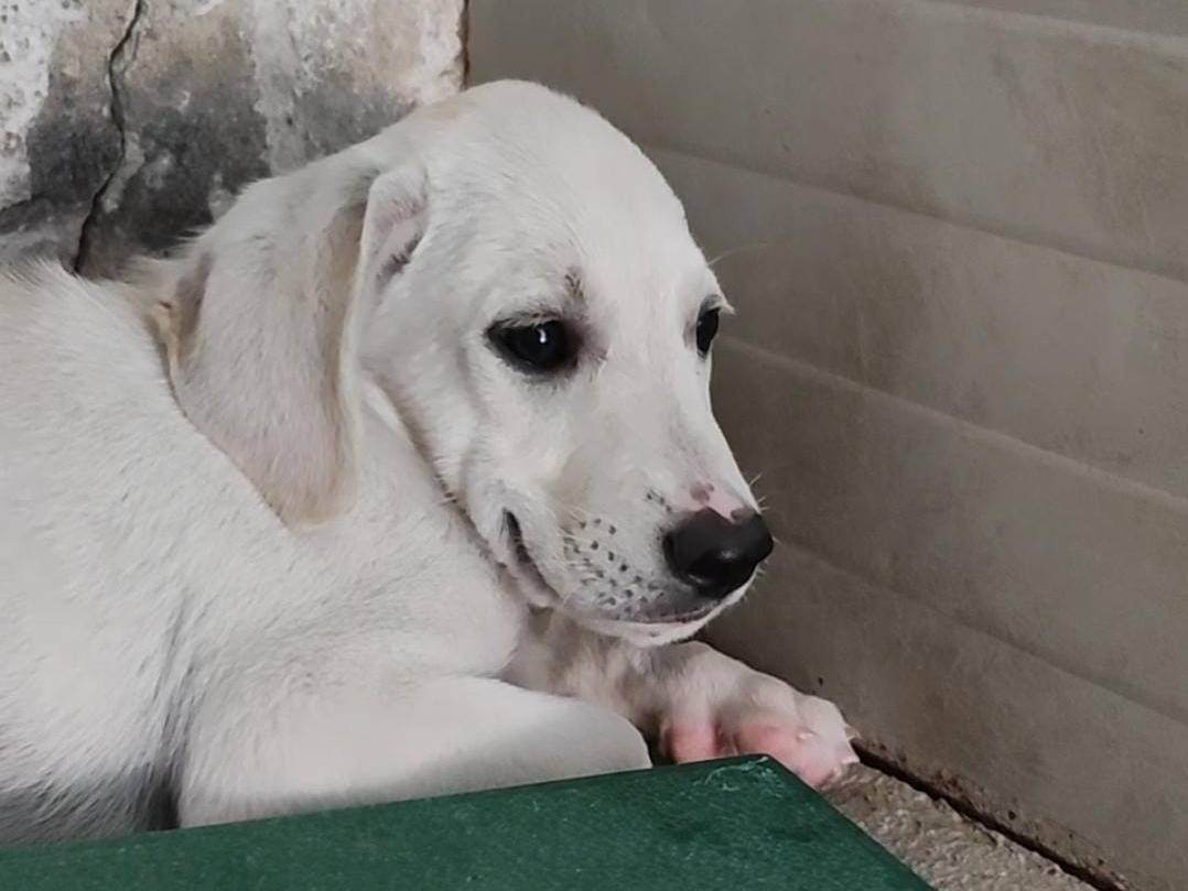 Adotta un cane, maschio, 4 mesi, Trapani