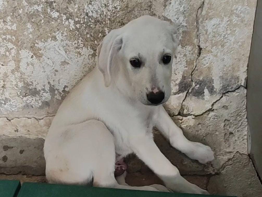 Adotta un cane, taglia media, maschio, Trapani