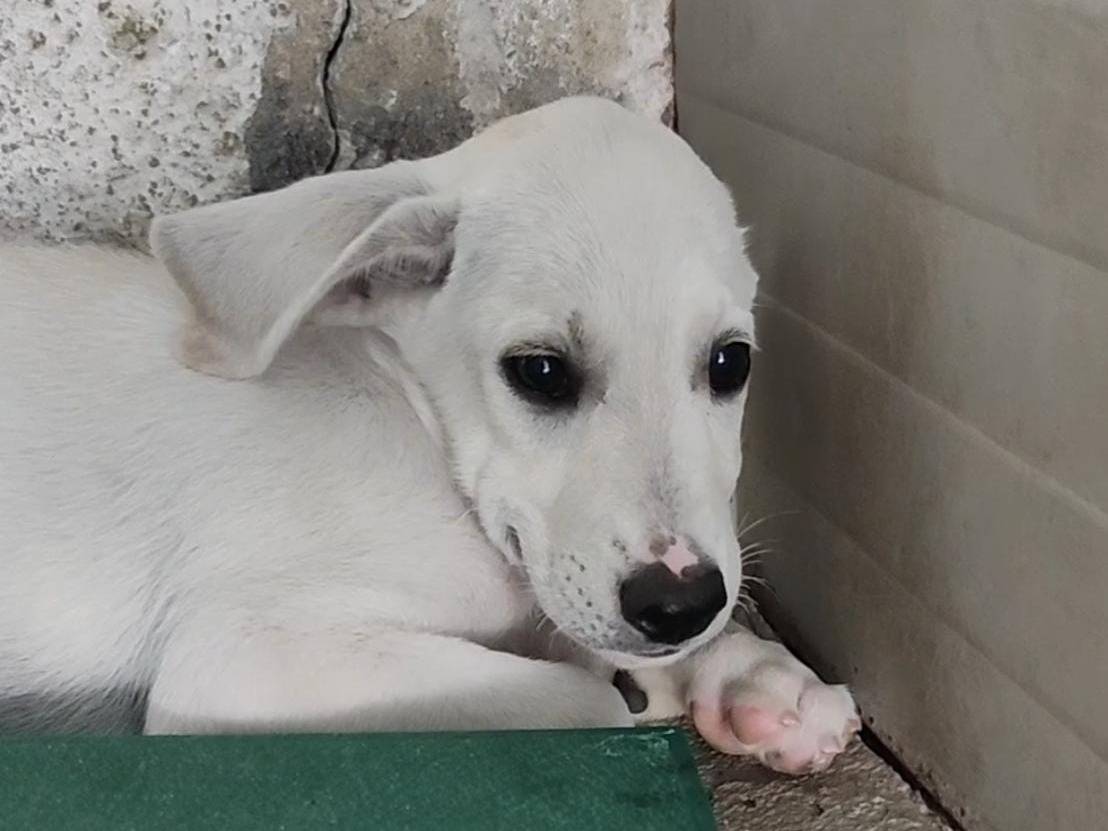 Vuoi adottare un cane a Trapani?