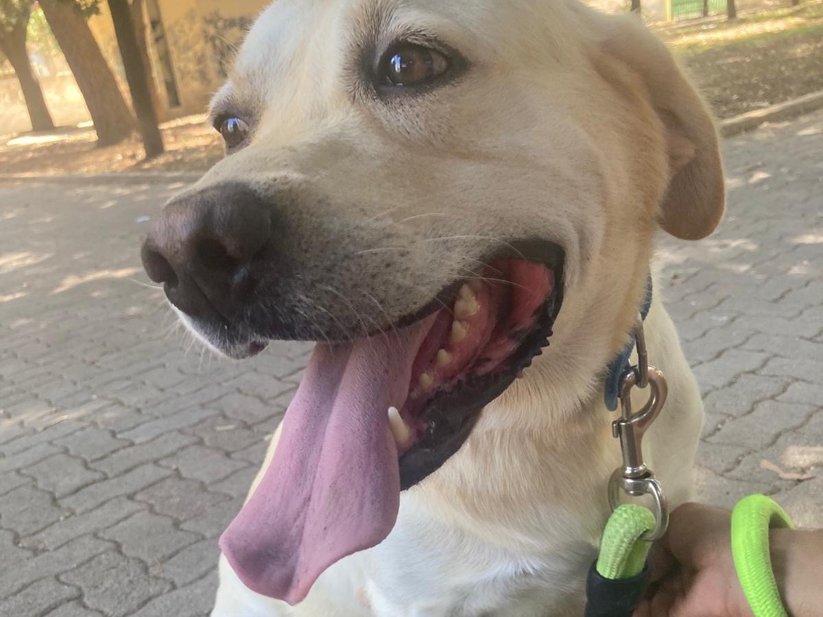 Adozione cane, maschio, Labrador Retriever Razza sconosciuta, 3 anni e 7 mesi, taglia grande, Siracusa
