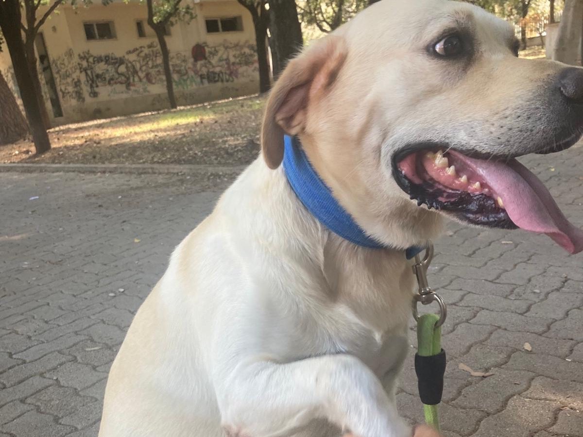 Adotta un cane, taglia grande, maschio, Siracusa