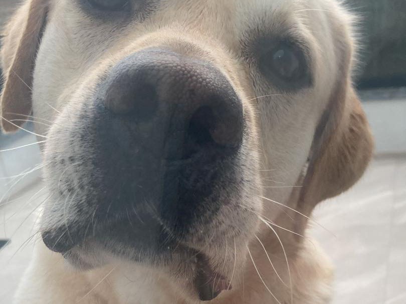 Vuoi adottare un cane a Siracusa?