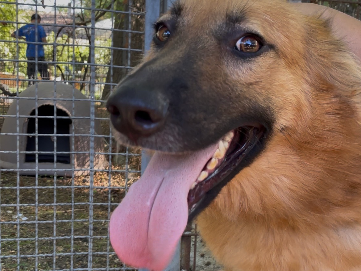 Vuoi adottare un cane a Latina?