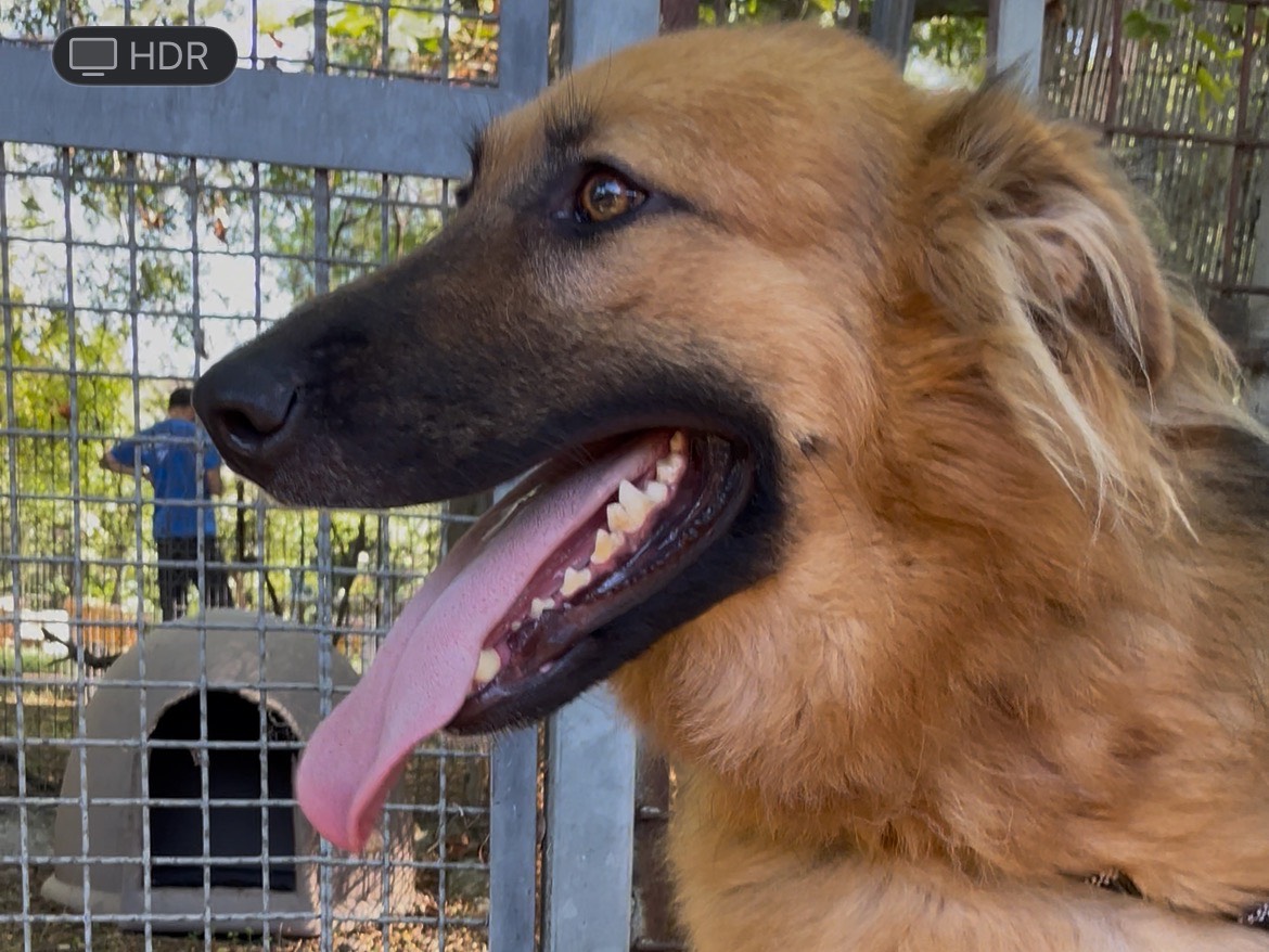 Adotta il cane Lupo a Latina