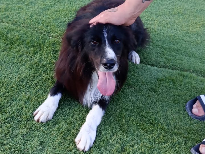 Adozione cane, maschio, Border Collie Razza sconosciuta, 5 anni e 8 mesi, taglia media, Siracusa