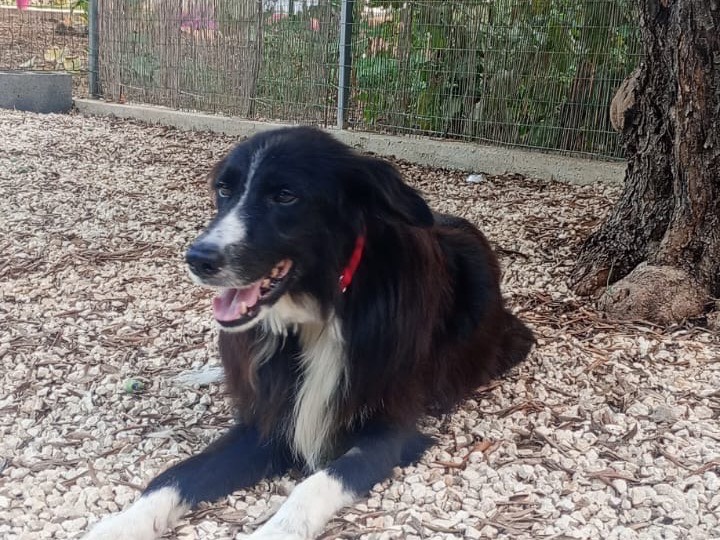 Adotta un cane, taglia media, maschio, Siracusa