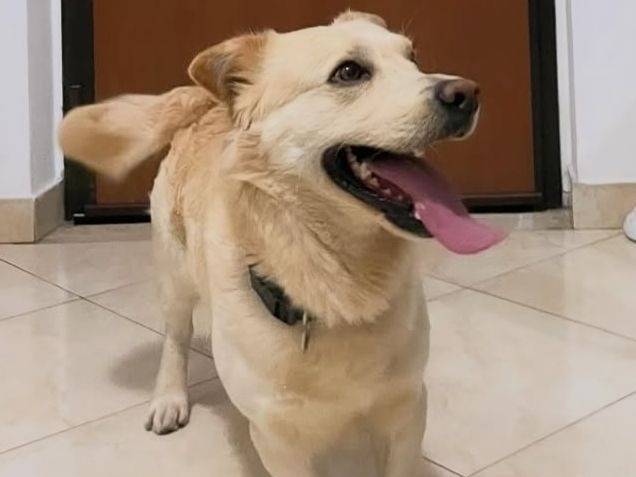 Adozione cane, maschio, Razza sconosciuta Razza sconosciuta, 3 anni e 3 mesi, taglia media contenuta, Crotone