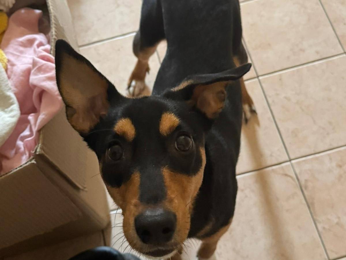 Adozione cane, maschio, Pinscher Razza sconosciuta, 9 mesi, taglia piccola, Crotone
