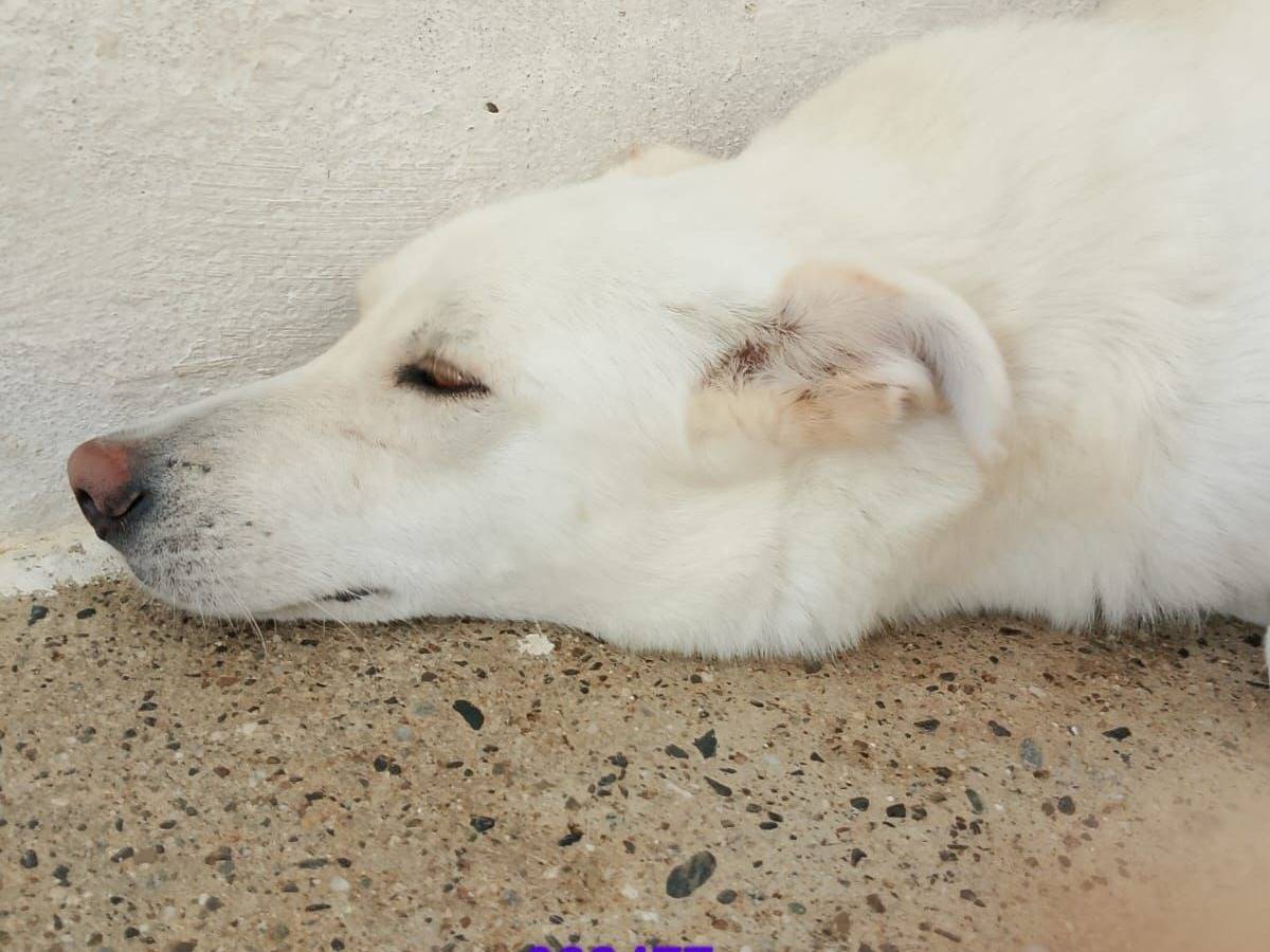 Adozione cane, maschio, Razza sconosciuta Razza sconosciuta, 3 anni e 3 mesi, taglia grande, Crotone