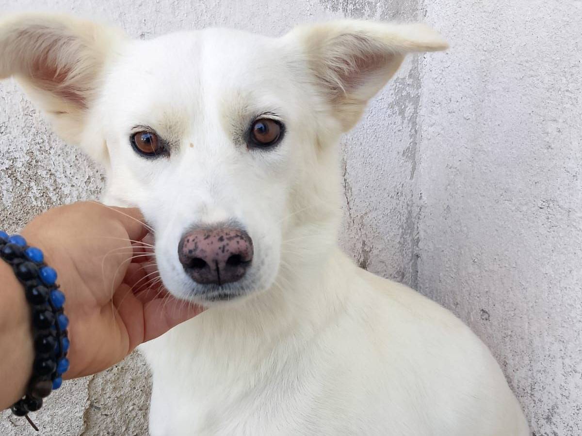 Adozione cane, femmina, Razza sconosciuta Razza sconosciuta, 3 anni e 6 mesi, taglia media, Crotone