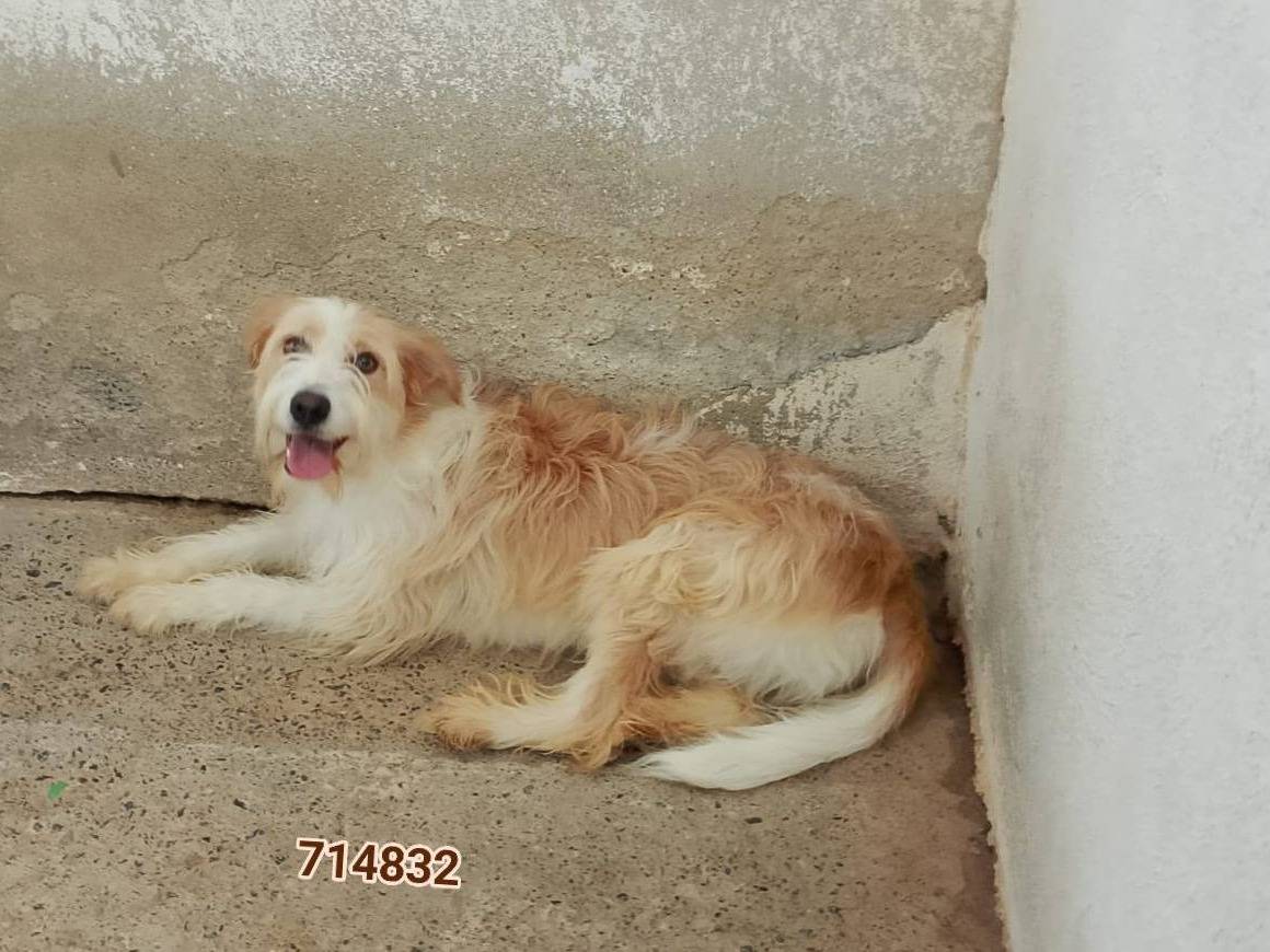 Adozione cane, femmina, Razza sconosciuta Razza sconosciuta, 1 anno e 3 mesi, taglia media contenuta, Crotone
