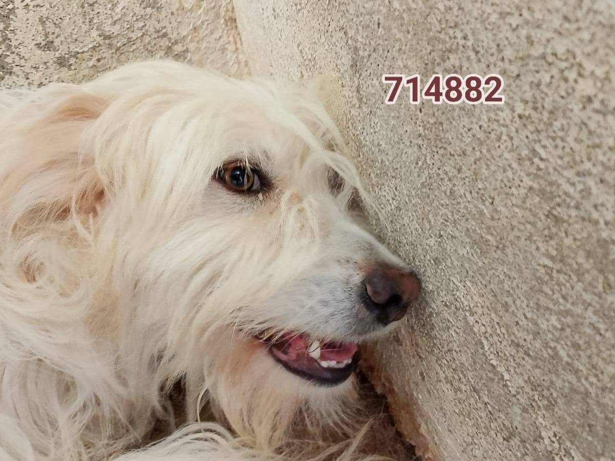 Adotta un cane, femmina, 1 anno e 3 mesi, Crotone