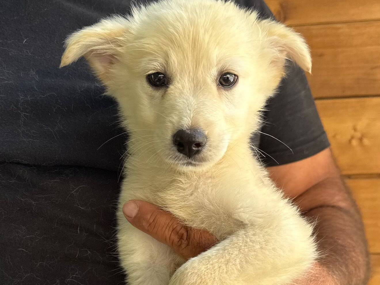 Adozione cane, femmina, Razza sconosciuta Razza sconosciuta, 3 mesi, taglia media contenuta, Matera