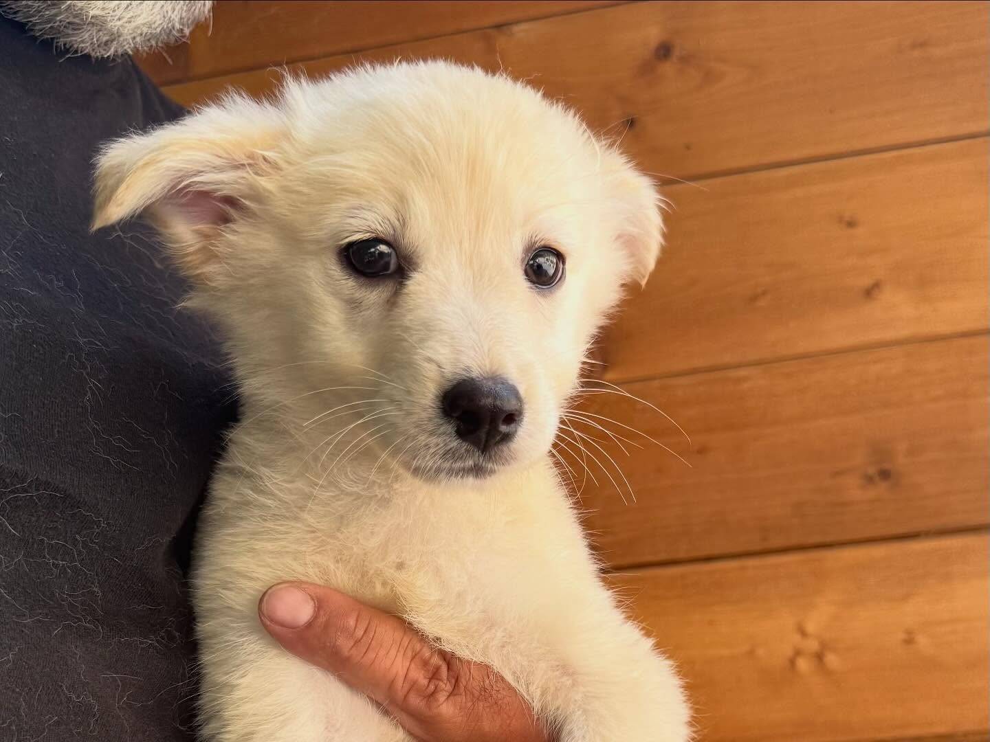 Adotta un cane, taglia media contenuta, femmina, Matera