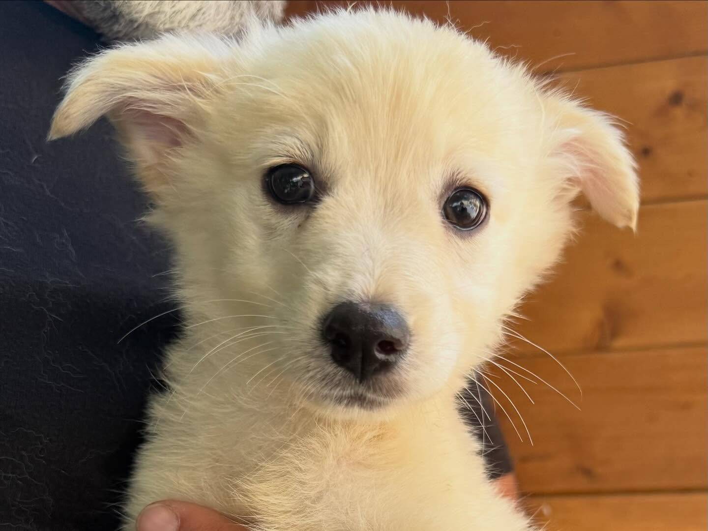 Vuoi adottare un cane a Matera?