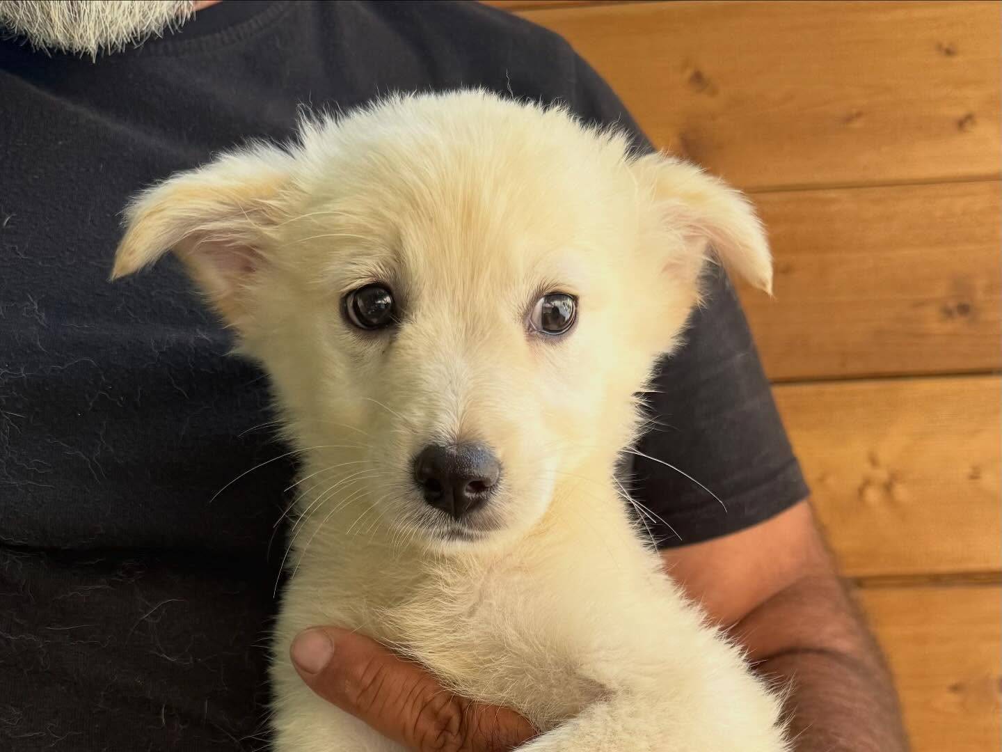 Adotta il cane Kelly a Matera