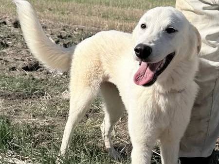 Adozione cane, femmina, Razza sconosciuta Razza sconosciuta, 2 anni, taglia media, Matera