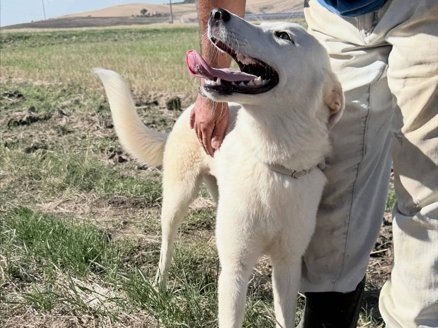 Vuoi adottare un cane a Matera?