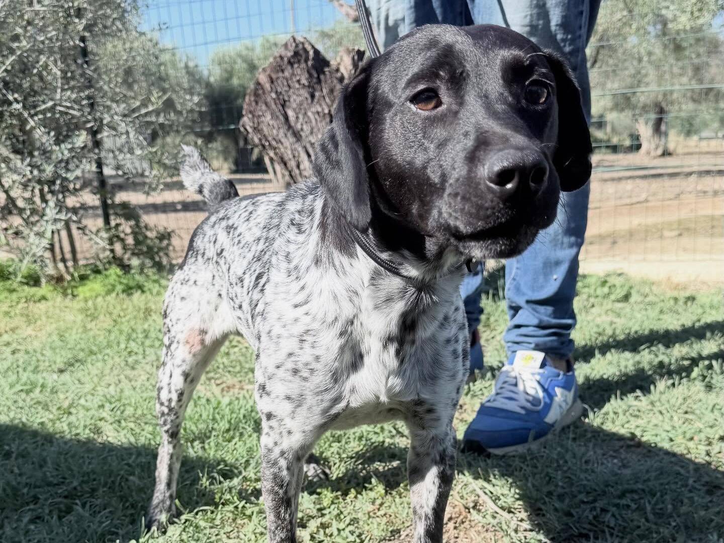 Adozione cane, maschio, Razza sconosciuta Razza sconosciuta, 4 anni e 4 mesi, taglia media contenuta, Matera