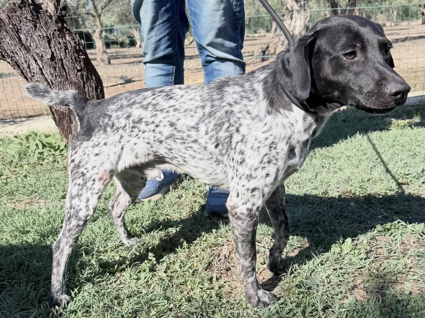 Adotta un cane, taglia media contenuta, maschio, Matera