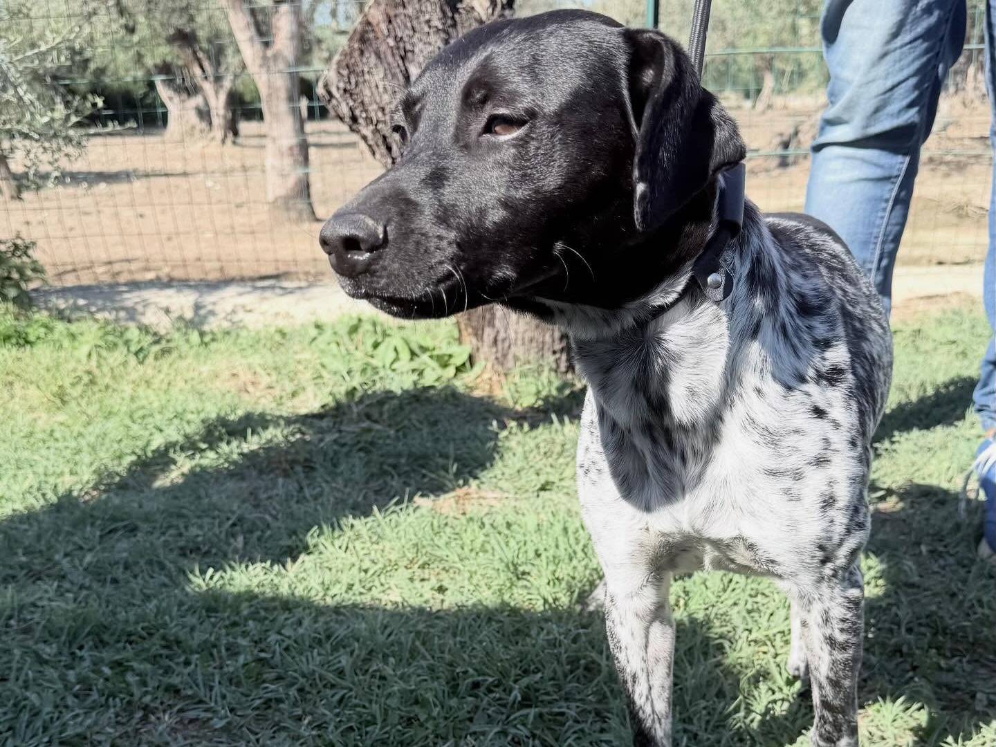Vuoi adottare un cane a Matera?