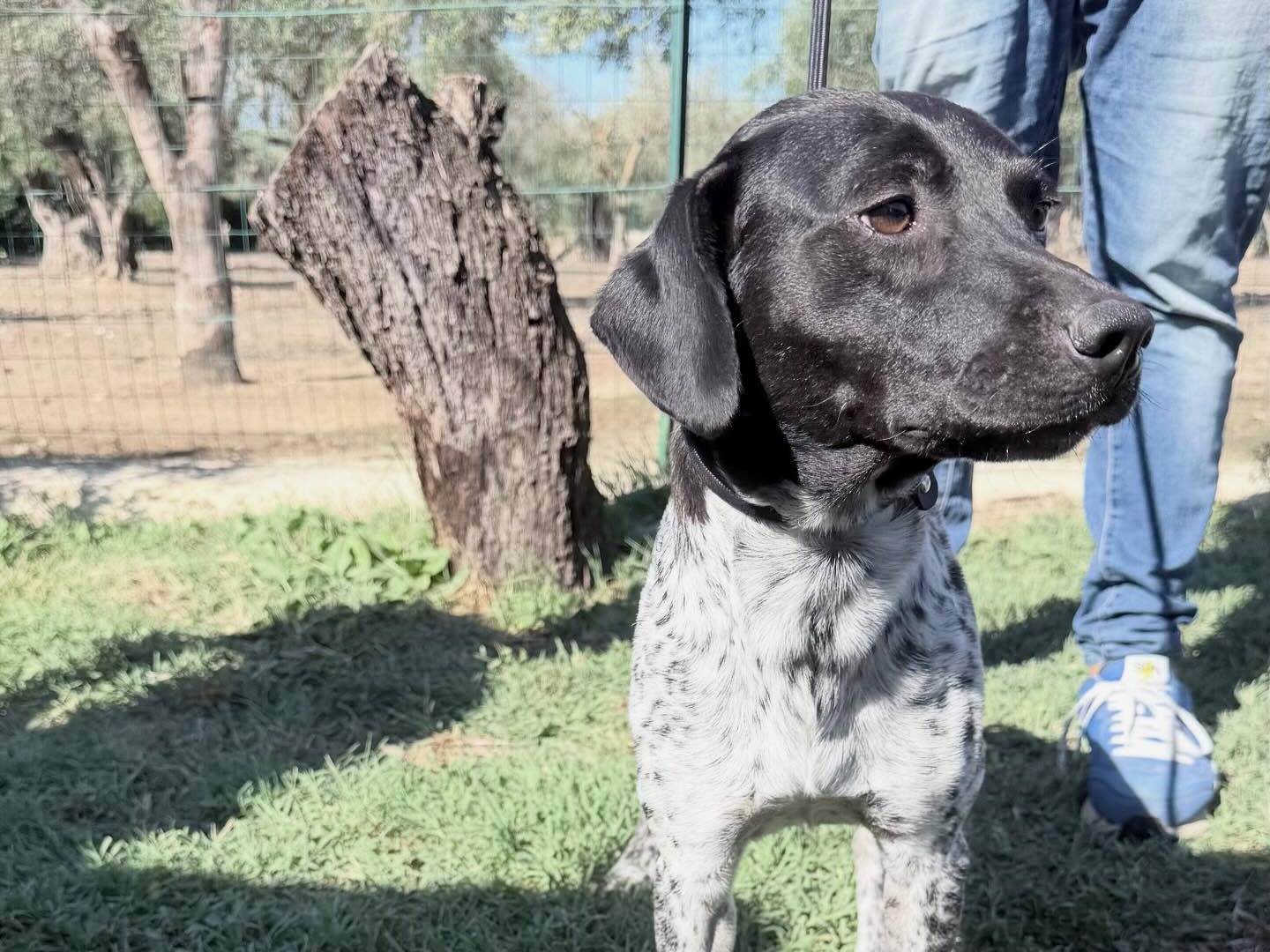 Adotta il cane Cardio a Matera
