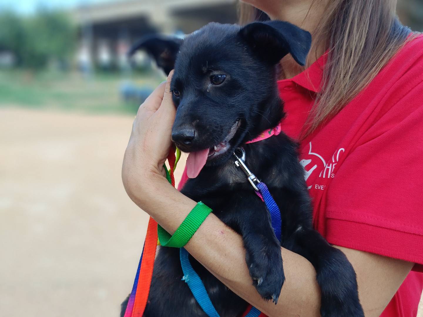 Vuoi adottare un cane a Siracusa?