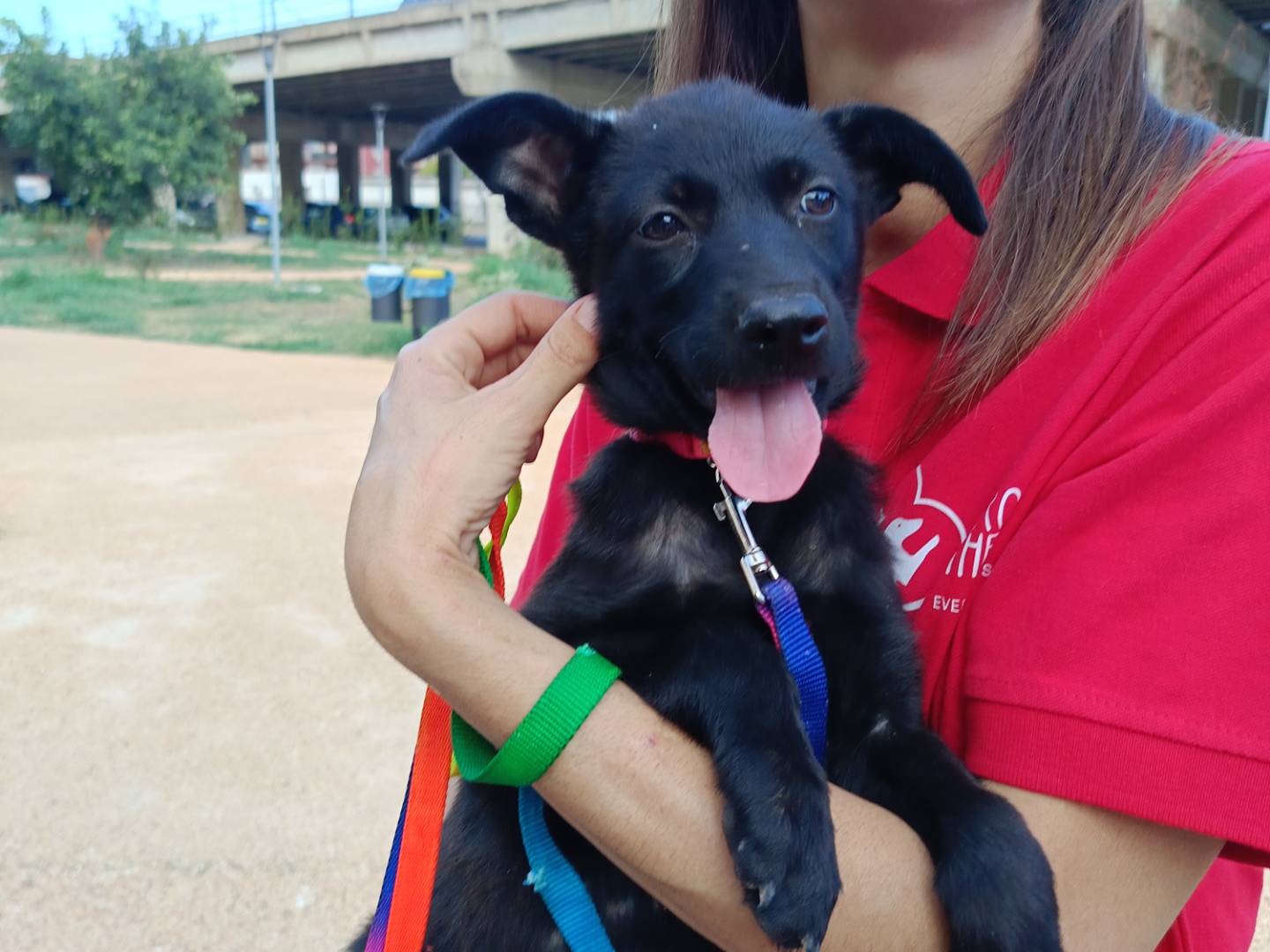 Adotta il cane Wandy  a Siracusa