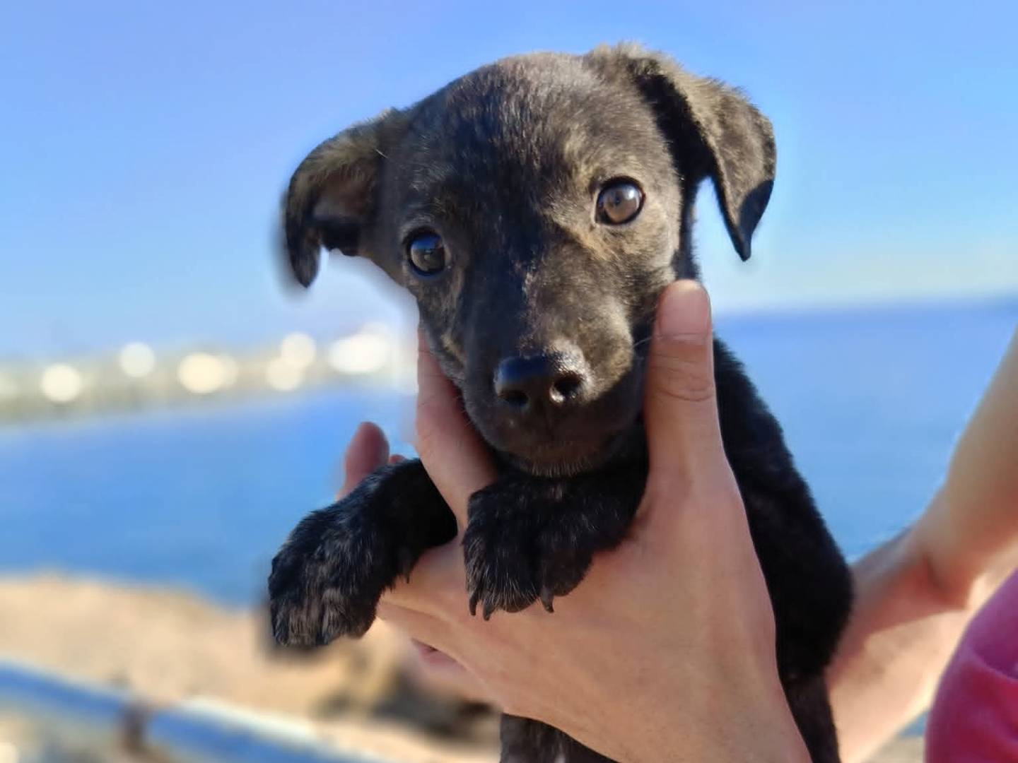 Adozione cane, femmina, Razza sconosciuta Razza sconosciuta, 1 mesi, taglia media contenuta, Siracusa