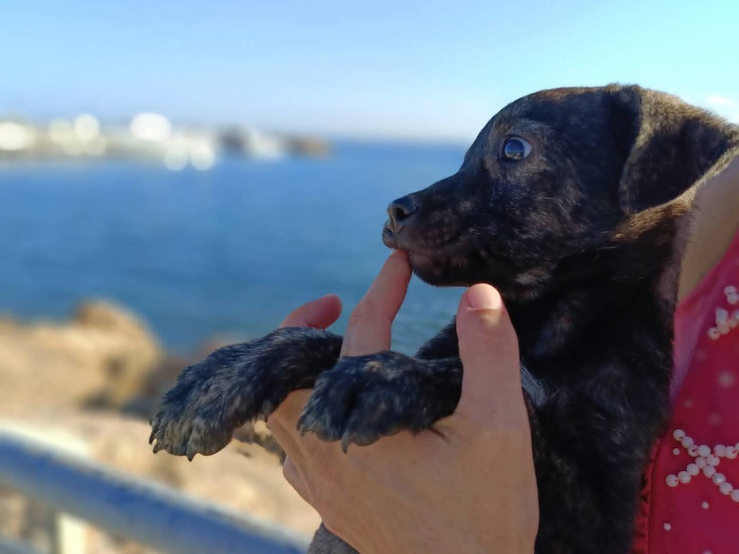 Adotta un cane, taglia media contenuta, femmina, Siracusa