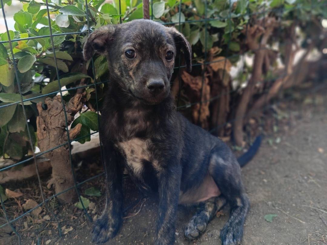 Vuoi adottare un cane a Siracusa?