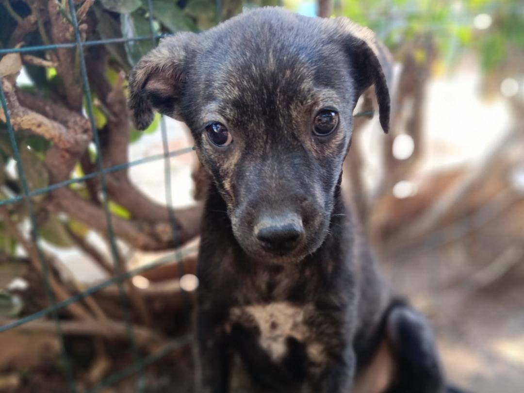 Adotta il cane Ila a Siracusa