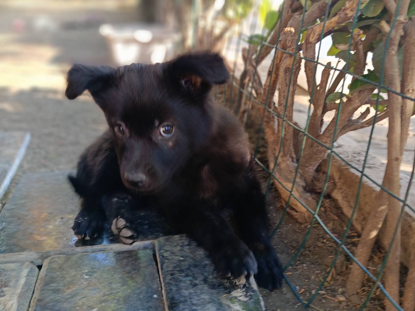 Adozione cane, femmina, Razza sconosciuta Razza sconosciuta, 1 mesi, taglia media contenuta, Siracusa