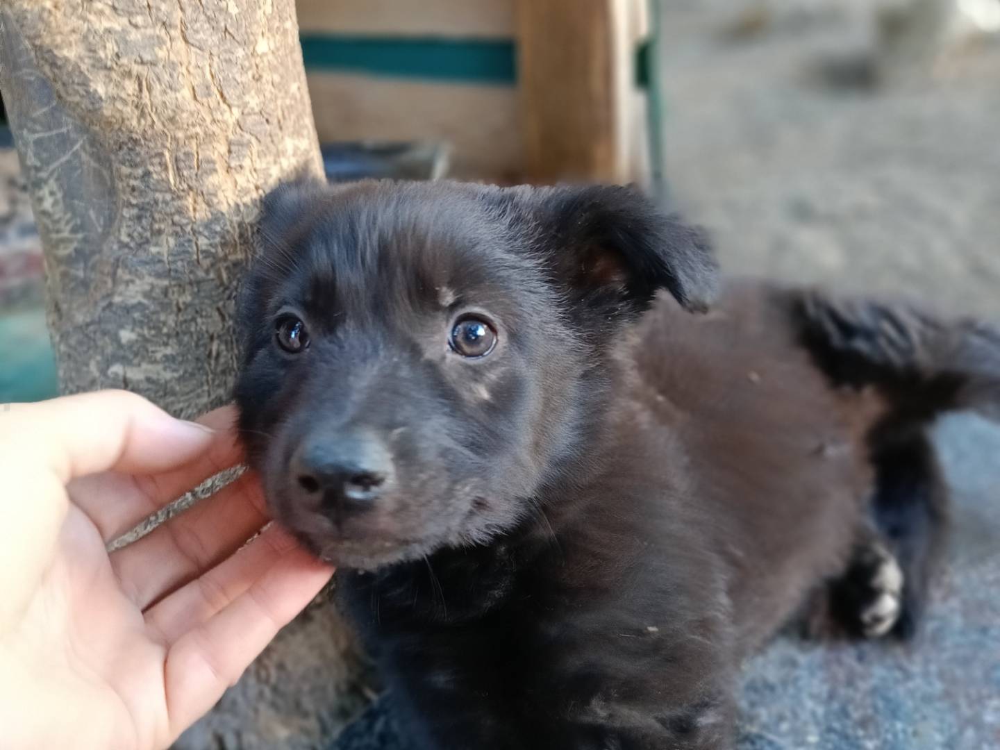 Adotta un cane, femmina, 1 mesi, Siracusa