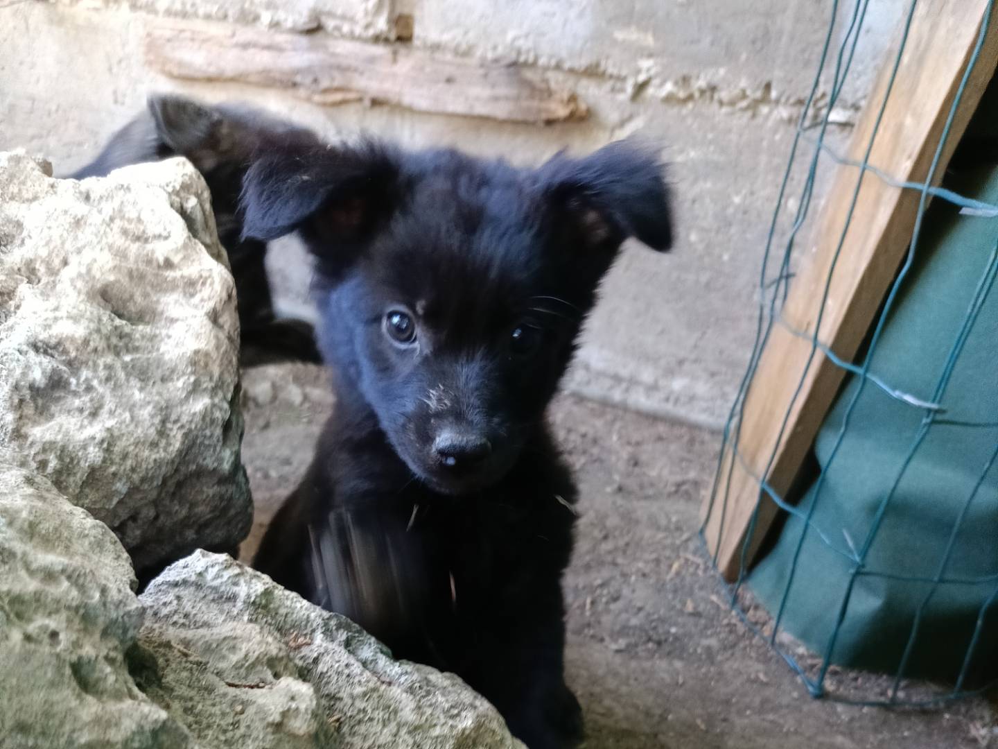 Adotta un cane, taglia media contenuta, femmina, Siracusa