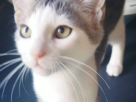 Adozione gatto, maschio, Razza sconosciuta Razza sconosciuta, 2 mesi, taglia non valida, Palermo