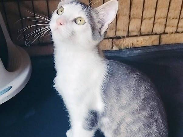 Adotta il gatto LUI a Palermo