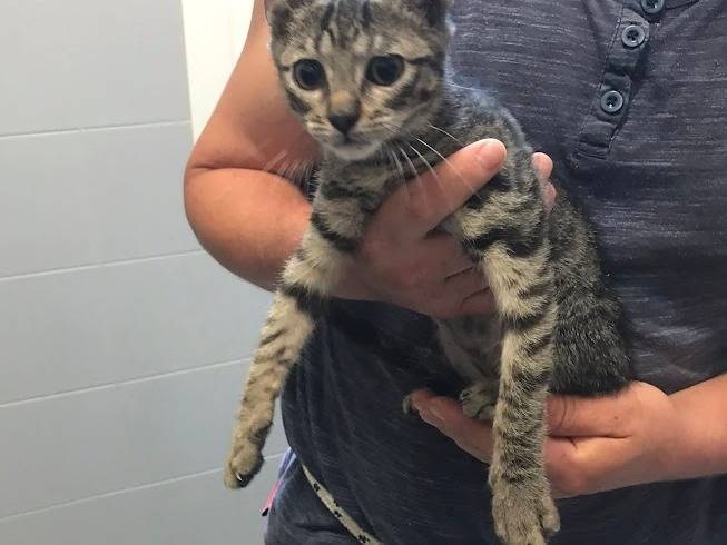 Adozione gatto, maschio, Razza sconosciuta Razza sconosciuta, 2 mesi, taglia non valida, Latina