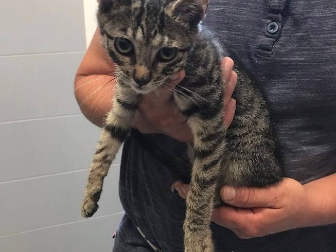 Adotta un gatto, maschio, 2 mesi, Latina