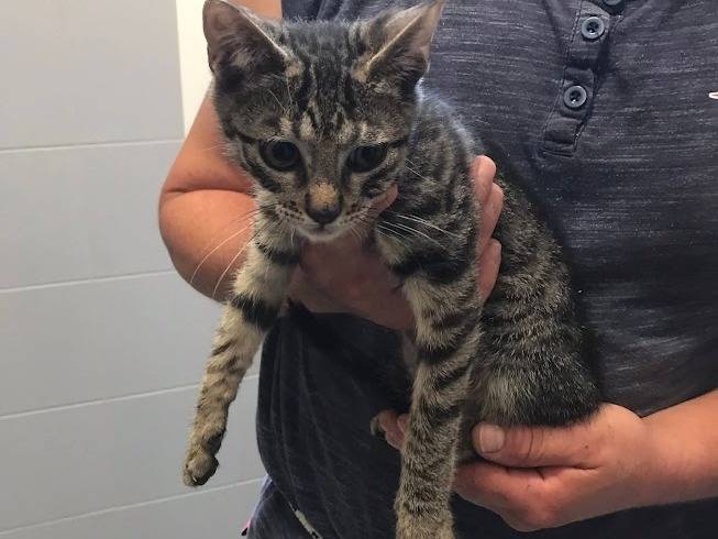 Adotta un gatto, taglia non valida, maschio, Latina