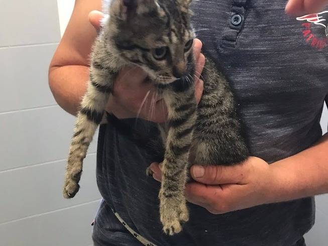 Vuoi adottare un gatto a Latina?