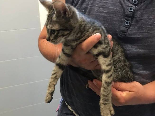 Adotta il gatto RUDY a Latina