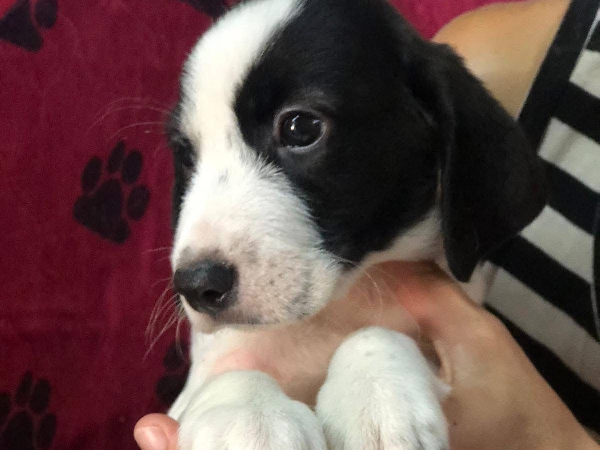 Adozione cane, femmina, Razza sconosciuta Razza sconosciuta, 2 mesi, taglia media contenuta, Siracusa