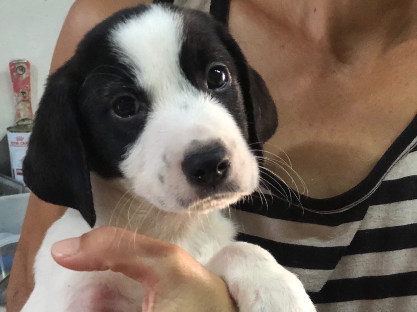 Adotta un cane, femmina, 2 mesi, Siracusa