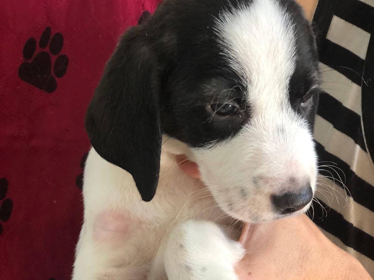 Adotta un cane, taglia media contenuta, femmina, Siracusa